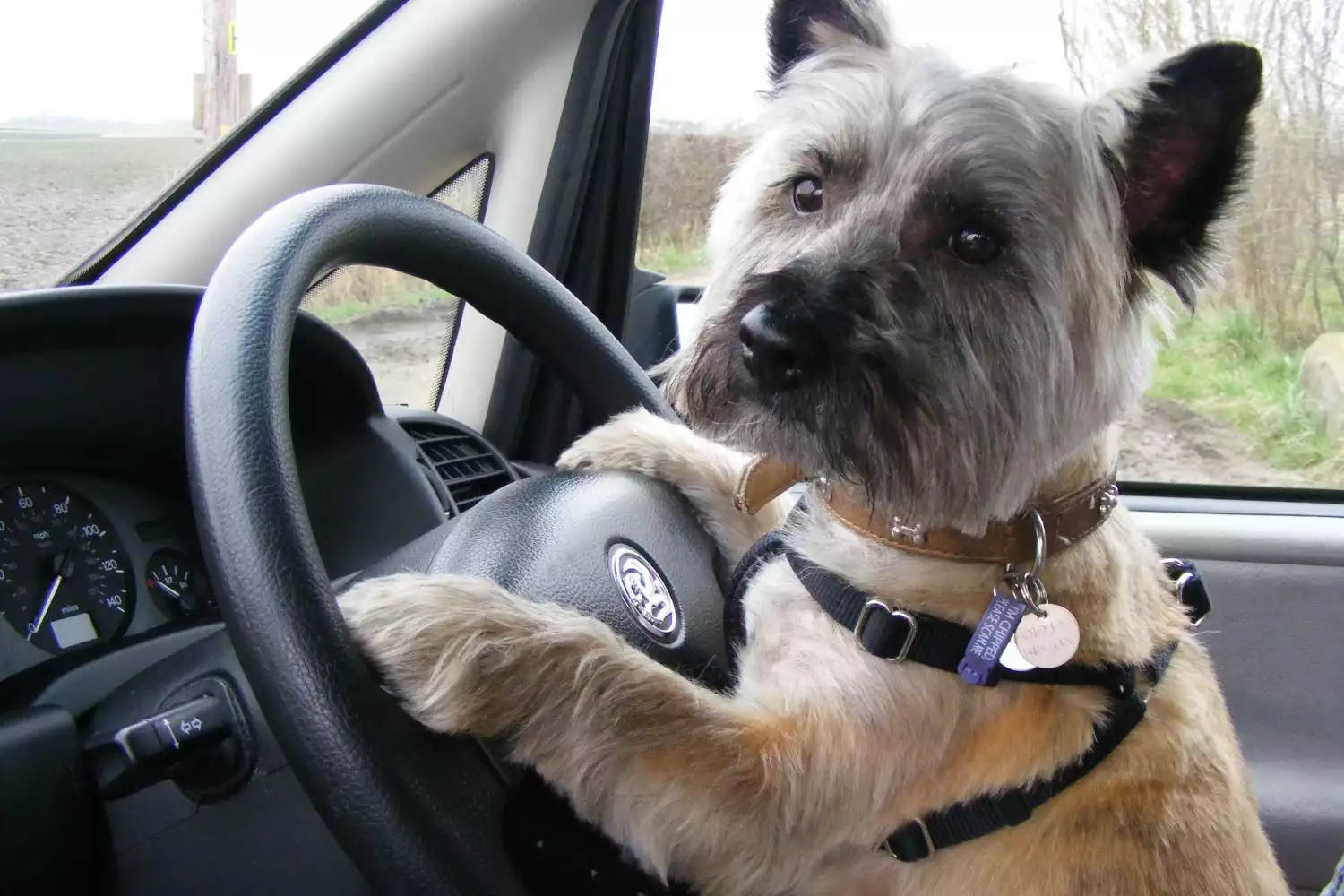 BMW 3 Series Dog Car Seat for Cairn Terriers