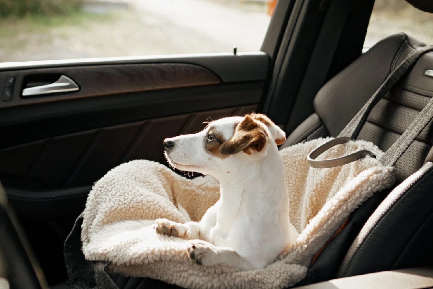 Dog Carrier Purse for Russell Terrier